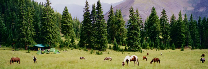 panorama horses